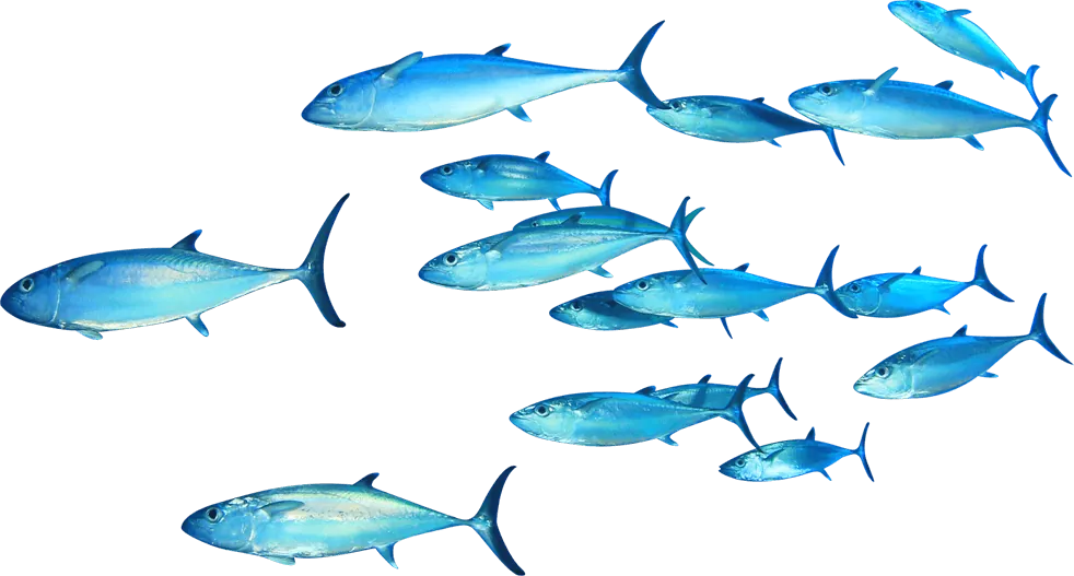 School of fish